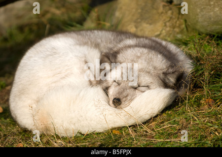 Le renard arctique (Alopex lagopus) Banque D'Images