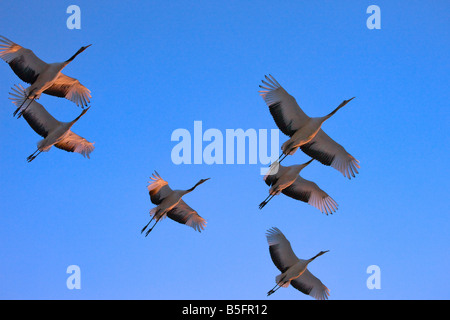 Vol de grues couronnées rouge du nord de la Chine Banque D'Images