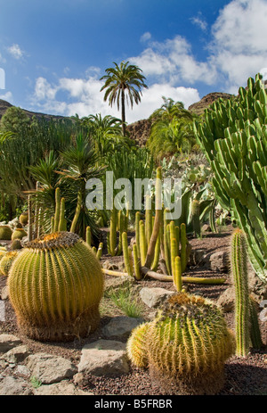 MASPALOMAS Palmitos Park Family Holiday Garden attraction avec divers cactus typiques et palmiers Maspalomas Gran Canaria Iles Canaries Espagne Banque D'Images