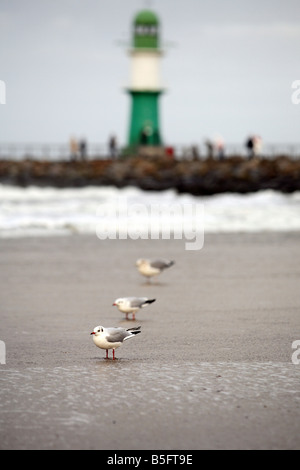 Mouettes sur une plage en face d'un phare, Warnemünde, Allemagne Banque D'Images