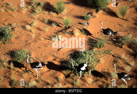 L'Autruche Struthio camelus dunes du désert du Kalahari Aroab Namibie district Banque D'Images