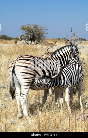 Plaines ou le zèbre de Burchell poulain suckling, Etosha National Park, Namibie Banque D'Images