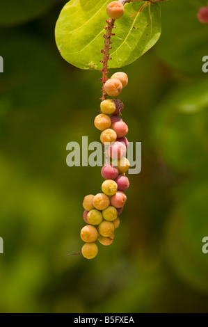 CAYE CAULKER BELIZE sea grapes mûrs sur l'arbre Banque D'Images