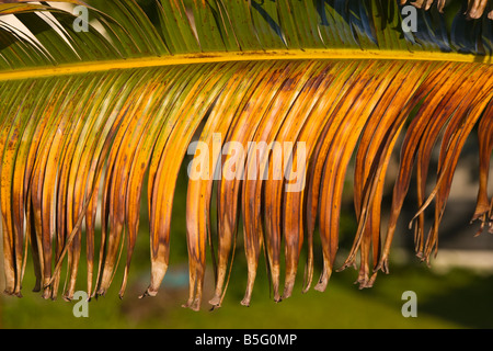CAYE CAULKER BELIZE Détail de frondes de palmiers du ventilateur. Banque D'Images
