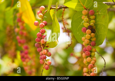 CAYE CAULKER BELIZE sea grapes mûrs sur l'arbre Banque D'Images