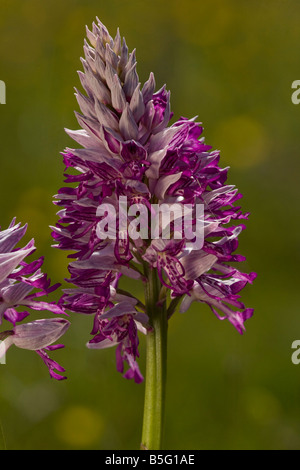 Orchidée Orchidée militaire soldat ou Orchis militaris forme étrange Oland Suède Banque D'Images