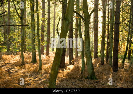 Lumière d'automne à travers les arbres dans la forêt de Thetford, Norfolk, UK Banque D'Images