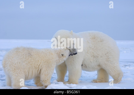 Ours blanc Ursus maritimus sow et cub sur glace nouvellement formée au-dessus de la mer de Beaufort l'Océan Arctique Banque D'Images