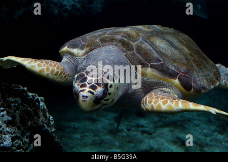 Tortue gracieusement glisser à travers l'eau juste au-dessus de la Mer Banque D'Images