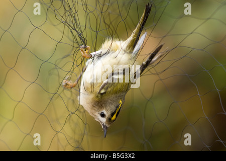 Regulus regulus Goldcrest dans le net Banque D'Images