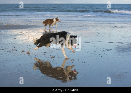 Border Collie Holkham Beach Norfolk Banque D'Images