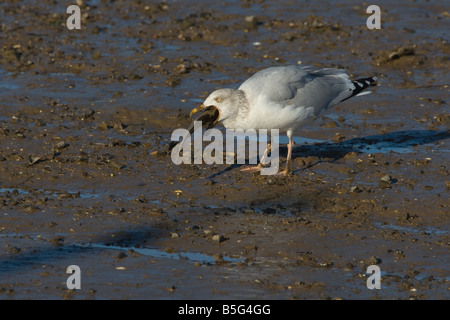 Goéland argenté Larus argentatus se nourrissent de poissons morts Norfolk Banque D'Images