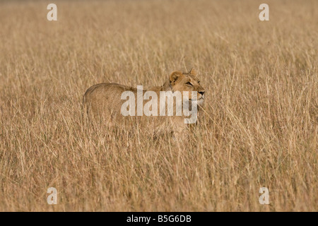 Lionne chasse dans l'herbe haute Banque D'Images