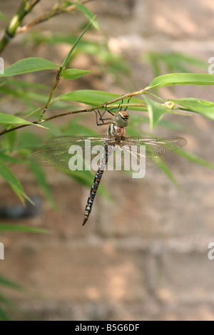 Dragon Fly sur bambou Banque D'Images