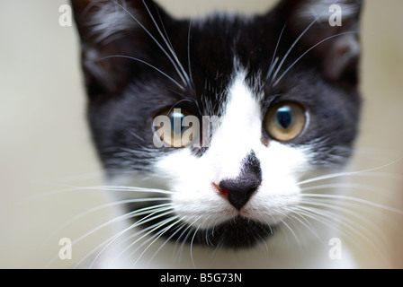 Chaton à poil court domestique, homme, Royaume-Uni Photographié dans la maison de famille. Banque D'Images