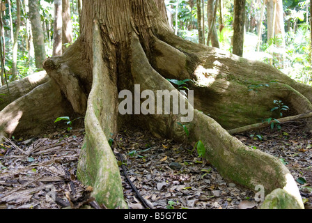 Racines contrefort anciens arbres énormes soutien dans la forêt tropicale de Daintree en Australie Banque D'Images