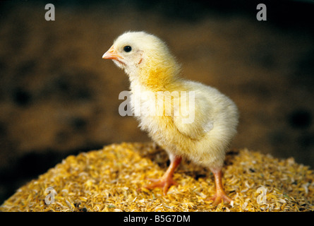 Oisillon '24 heures.. Banque D'Images