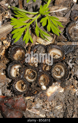 Nid d'oiseau à cannelures de champignons, Cyathus striatus Banque D'Images