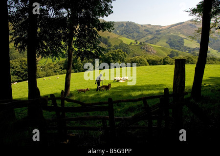 Berger Basque avec des chiens et des moutons dans la vallée de Baztán de la Navarre au nord de l'Espagne Banque D'Images