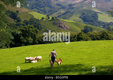 Berger Basque avec des chiens et des moutons dans la vallée de Baztán de la Navarre au nord de l'Espagne Banque D'Images