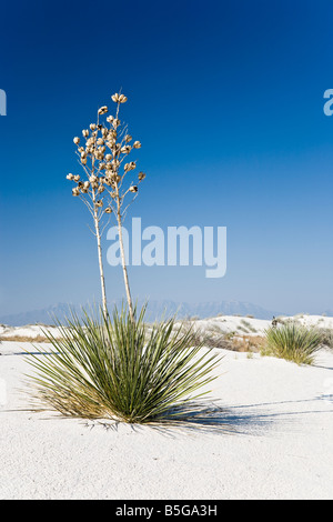 Soaptree yucca - White Sands National Monument à New Mexico, USA Banque D'Images