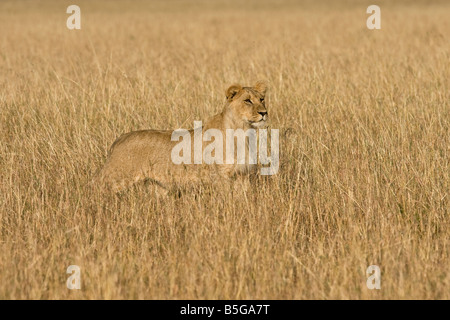 Lionne chasse dans l'herbe haute Banque D'Images