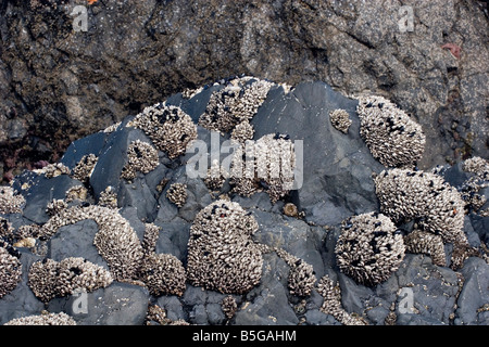 Des grappes d'anatifes s'accrocher à des rochers à marée basse sur la côte de l'Oregon central Banque D'Images