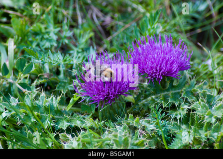 Cirsium acaule chardon nain Banque D'Images