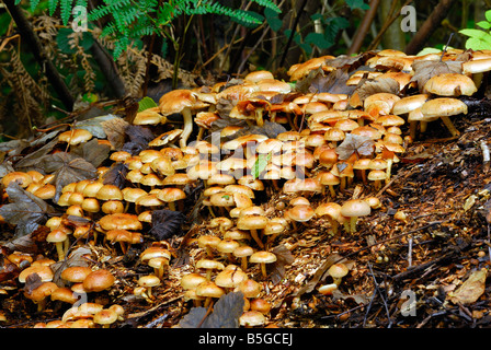 Touffe de soufre champignons poussant sur les copeaux de bois vieux Banque D'Images