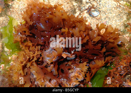 CHONDRUS CRISPUS Carragheen ou la mousse d'une algue rouge UK Banque D'Images