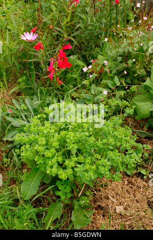 L'euphorbe ésule Euphorbia peplus Euphorbiaceae mesquins comme mauvaise herbe dans un jardin fleur lit UK Banque D'Images