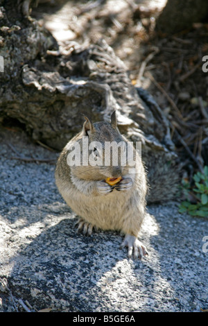 Spermophile américain dans le Parc National de Yosemite en Californie Banque D'Images