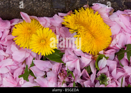 Le pissenlit Taraxacum officinale croissant sur la route presque couverte de pétales de cerisier tombés Wimborne Banque D'Images