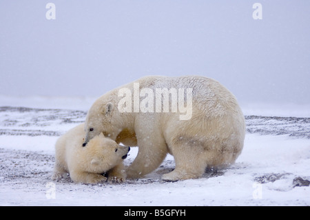 L'ours polaire (Ursus maritimus) adulte de sexe féminin ses disciplines cub le long d'une île sur la côte de l'Arctique en Alaska Banque D'Images