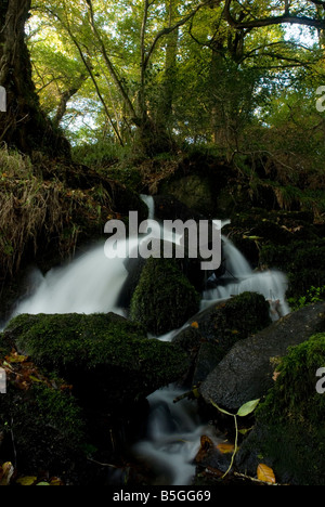 Une rivière à Kennal Vale Nature Reserve, Cornwall, UK, Ponsanooth Banque D'Images