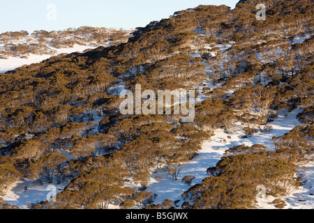 Les gommes neige Charlotte Pass montagnes enneigées du New South Wales Australie Banque D'Images