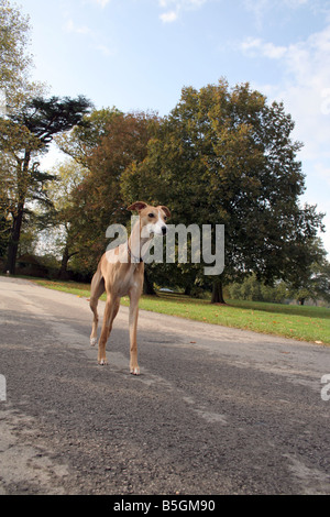 Un an tan pedigree whippet on country road, Angleterre Banque D'Images