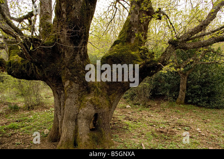 Vieille de 600 ans antique chêne sessile Quercus petraea dans les montagnes de la Sicile Banque D'Images