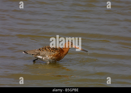 Barge à queue noire (Limosa limosa) plumage en été Banque D'Images