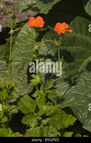 Scarlet avens Geum coccineum Grèce Banque D'Images