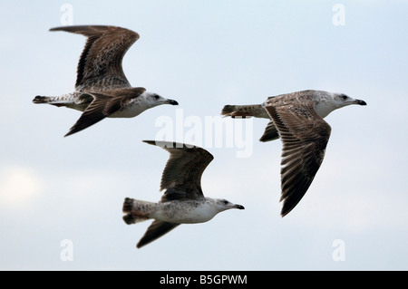 Vol de mouettes trois ensemble Banque D'Images