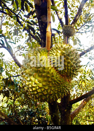 Durian mûr fruit growing on tree Banque D'Images