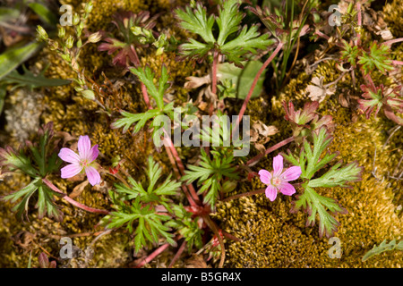 De longues tiges géranium sanguin Geranium columbinum en local UK Banque D'Images