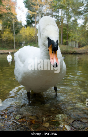 Un homme en colère swan Banque D'Images