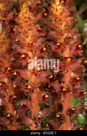 L'Orobanche Orobanche rapum genistae plus très rares au Royaume-Uni parasite sur racine d'ajoncs et de genêts Banque D'Images