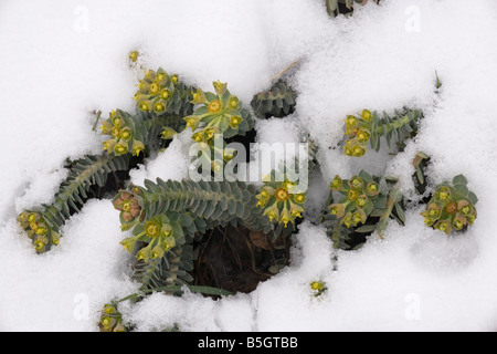 Une endémie Chypre spurge Euphorbia veneris floraison dans le sud de Chypre Mts Troodos neige Banque D'Images