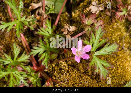 Géranium sanguin Geranium columbinum pétiolées longues en local UK Banque D'Images