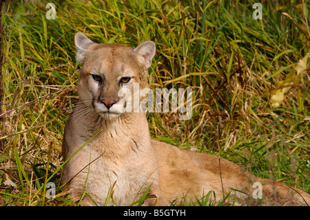 Cougar couché dans l'herbe haute qui veillaient Banque D'Images