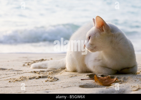 Blanc un chat errant sur une plage de sable blanc dans les Maldives Banque D'Images