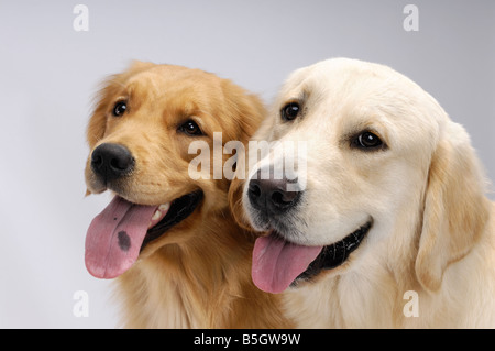 Les Golden Retrievers Banque D'Images